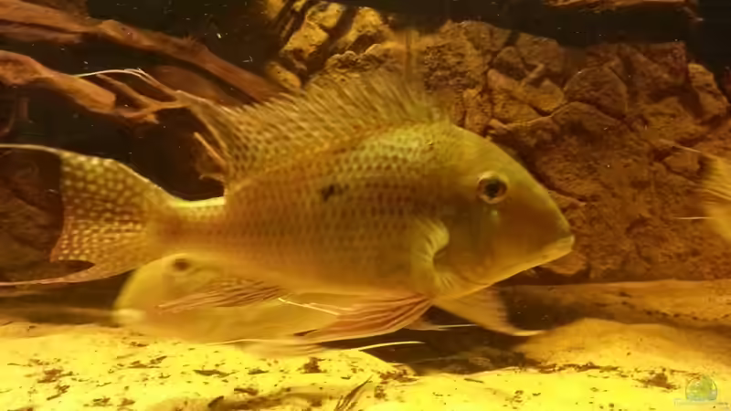 Besatz im Aquarium Rochenbecken von Juergen8 (35)