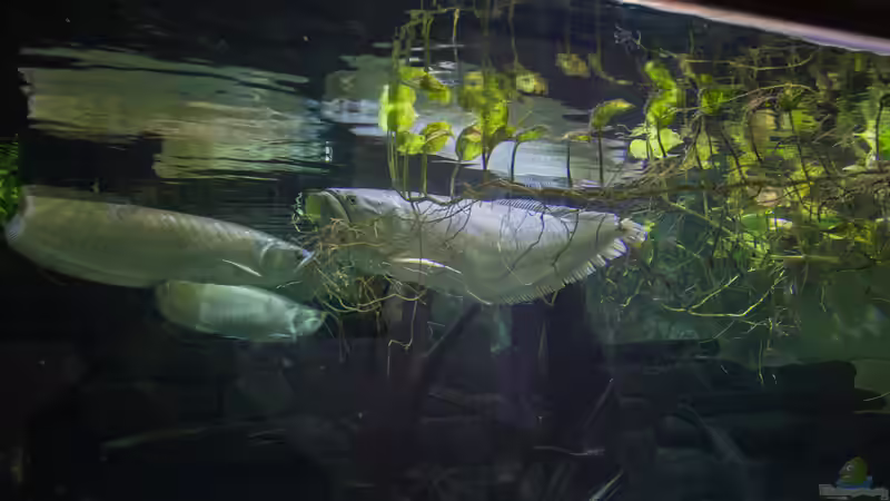 Besatz im Aquarium Rochenbecken von Leopold68 (48)