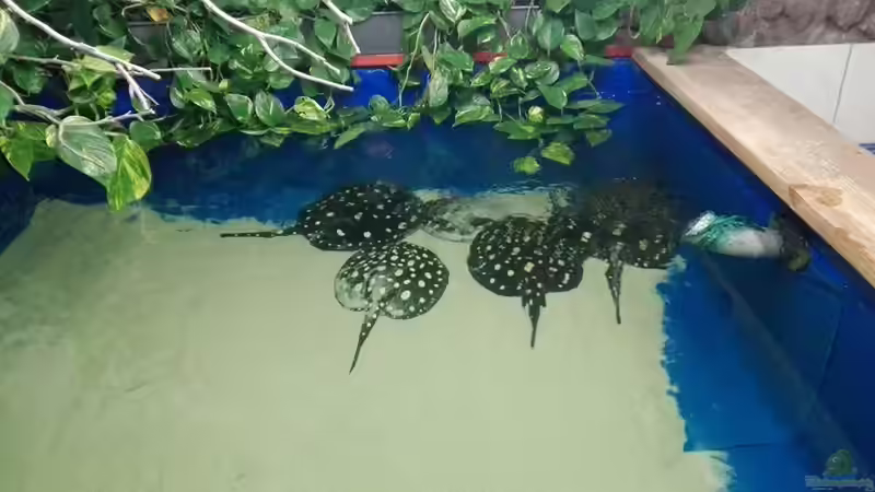 Besatz im Aquarium Rochenbecken von Leopold68 (50)