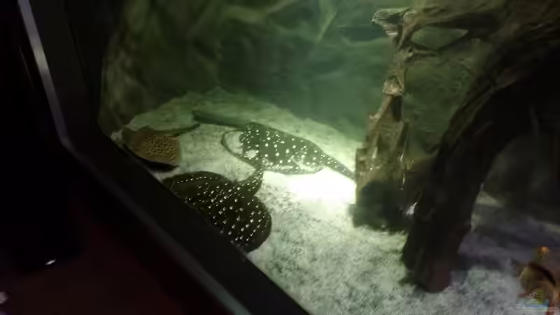Besatz im Aquarium Rochenbecken von Pearlray (19)