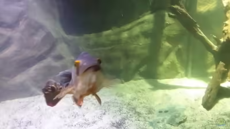 Besatz im Aquarium Rochenbecken von Pearlray (21)