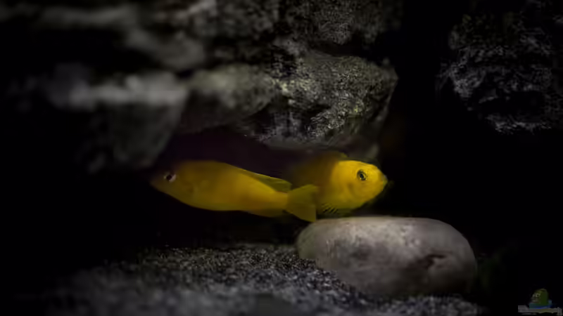 Besatz im Aquarium Rocky Cliffs von pa.Trick (21)