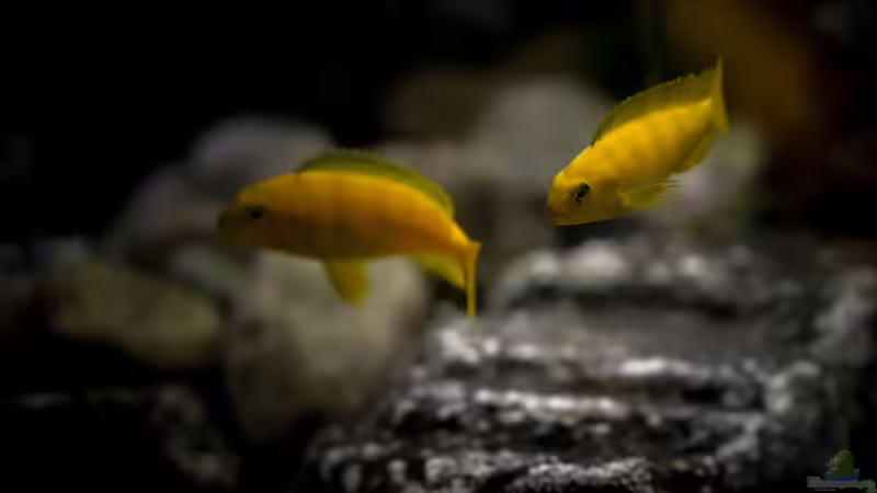 Besatz im Aquarium Rocky Cliffs von pa.Trick (23)