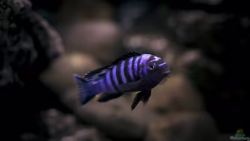 Besatz im Aquarium Rocky Cliffs von pa.Trick (24)