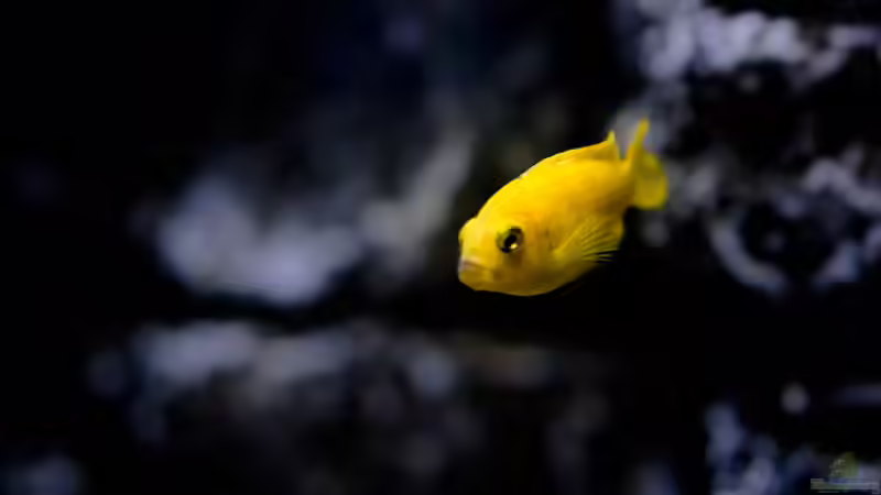 Besatz im Aquarium Rocky Cliffs von pa.Trick (26)