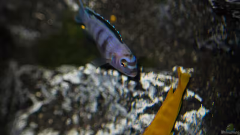 Besatz im Aquarium Rocky Cliffs von pa.Trick (32)