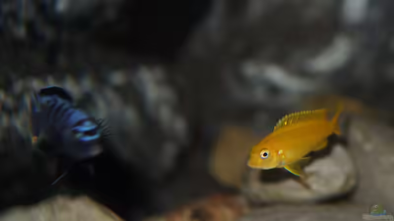 Besatz im Aquarium Rocky Cliffs von pa.Trick (34)