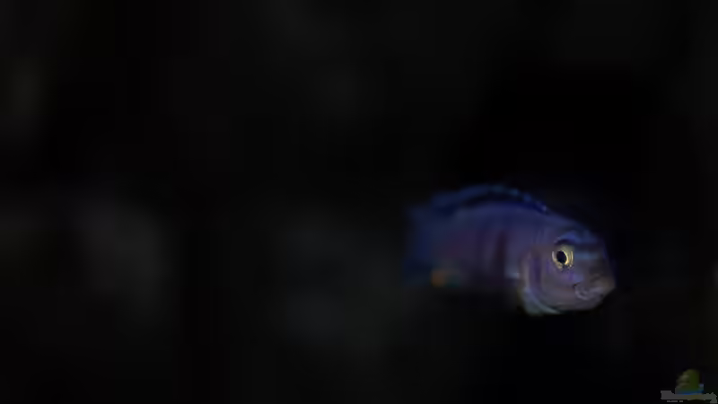 Besatz im Aquarium Rocky Cliffs von pa.Trick (36)