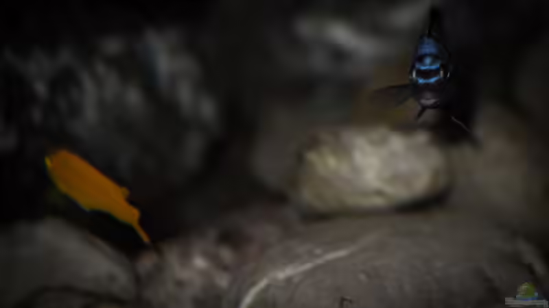 Besatz im Aquarium Rocky Cliffs von pa.Trick (37)