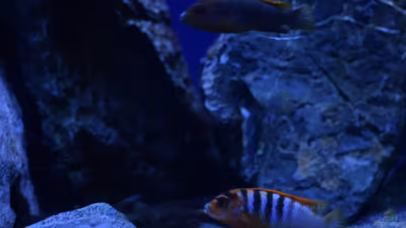 Besatz im Aquarium Rocky Malawi von AJ (28)