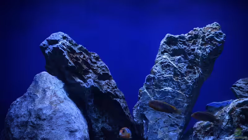 Besatz im Aquarium Rocky Malawi von AJ (29)