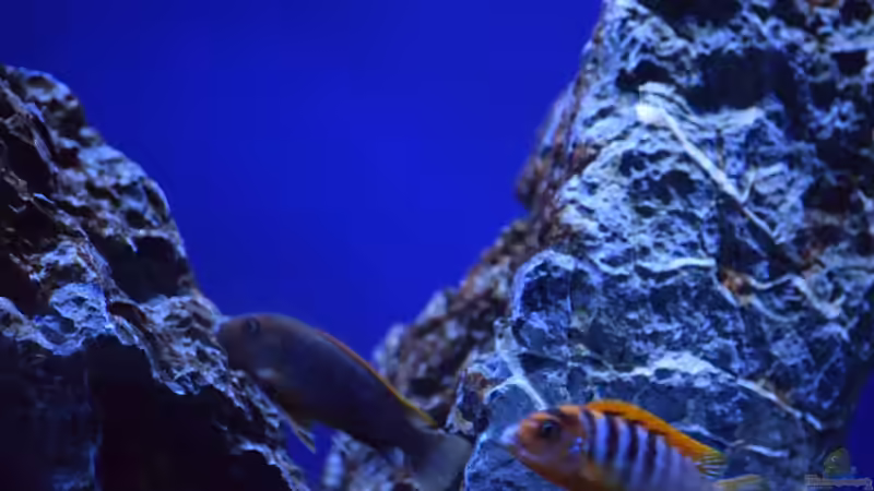Besatz im Aquarium Rocky Malawi von AJ (30)