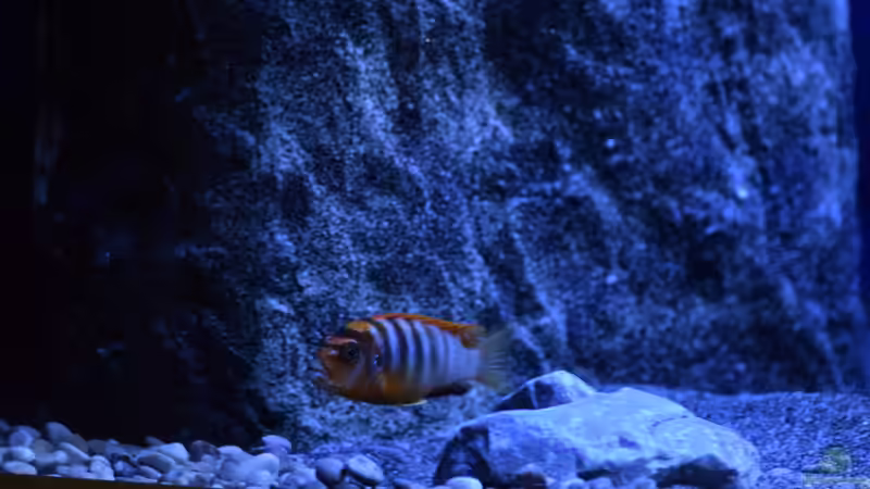 Besatz im Aquarium Rocky Malawi von AJ (31)