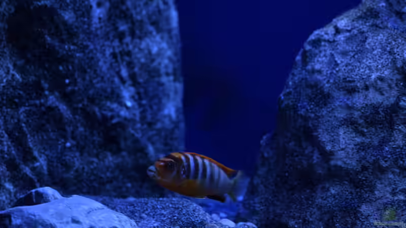 Besatz im Aquarium Rocky Malawi von AJ (32)