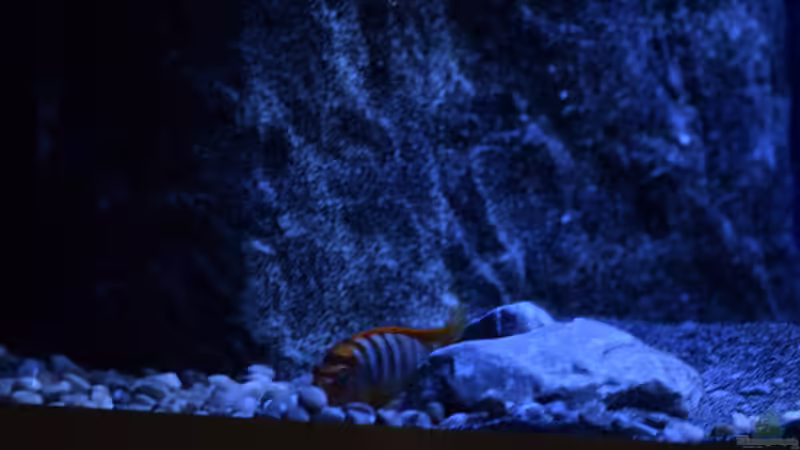 Besatz im Aquarium Rocky Malawi von AJ (33)
