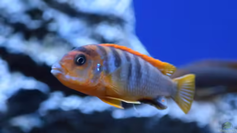 Besatz im Aquarium Rocky Malawi von AJ (35)