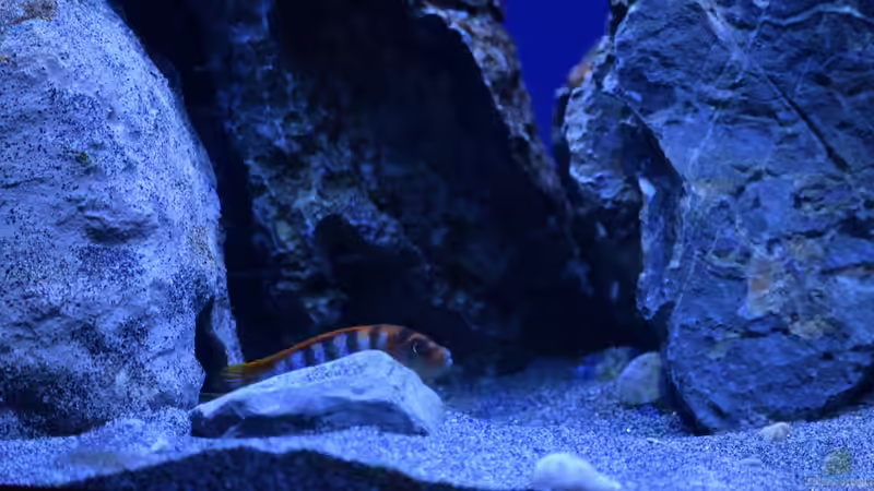 Besatz im Aquarium Rocky Malawi von AJ (36)