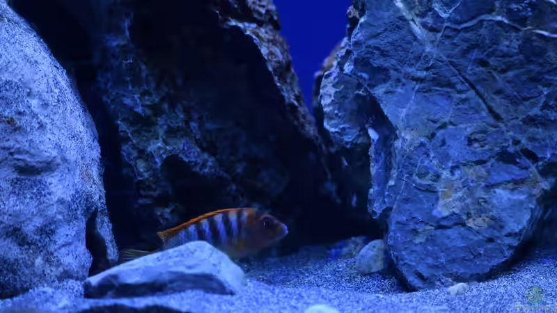 Besatz im Aquarium Rocky Malawi von AJ (37)