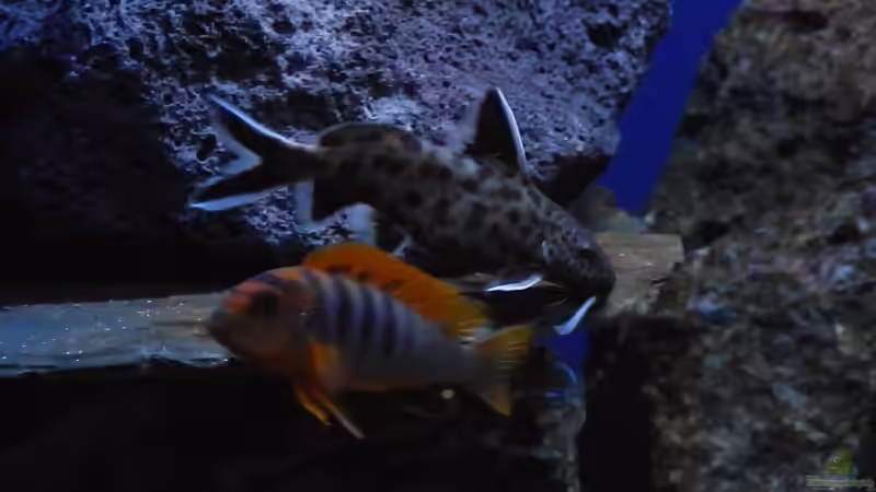 Besatz im Aquarium Rocky Malawi von AJ (40)