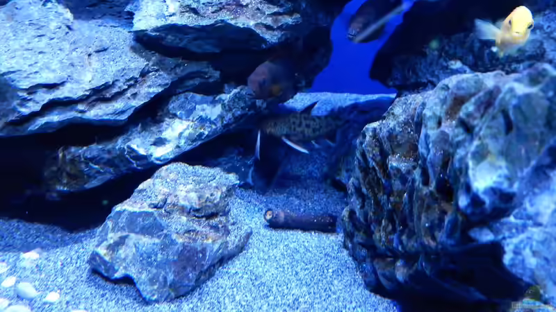 Besatz im Aquarium Rocky Malawi von AJ (41)