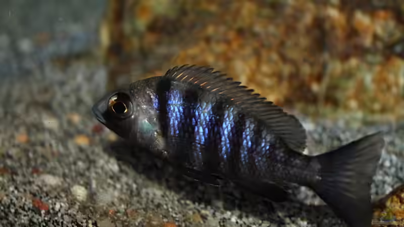 Besatz im Aquarium Rockzolid Cave (Aufgelöst) von marxbre (57)