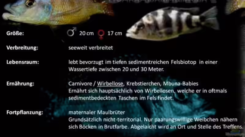 Besatz im Aquarium Rockzolid Cave (Aufgelöst) von marxbre (58)