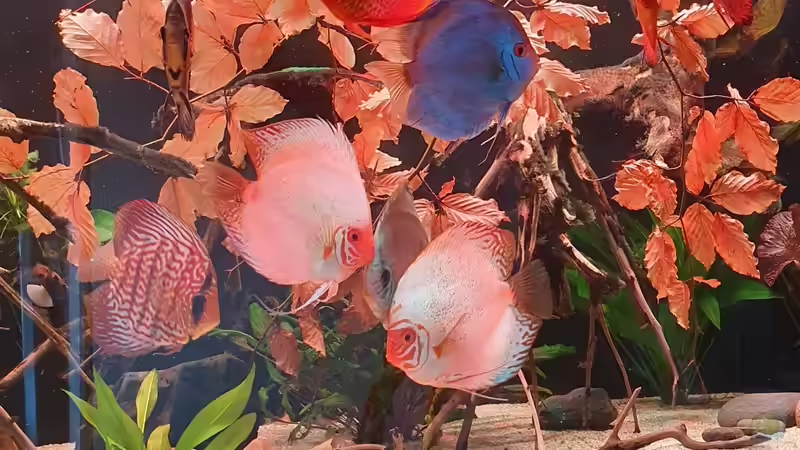 Besatz im Aquarium Ronny von Ronny Fessel (5)