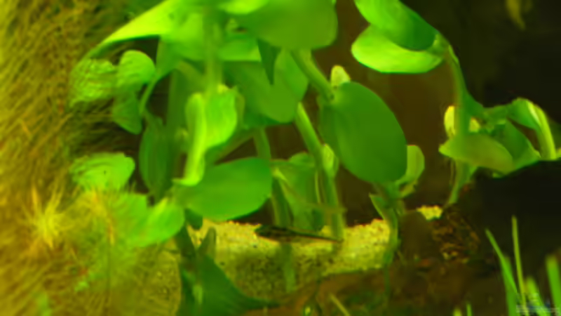 Besatz im Aquarium Root River von Peter S. (10)