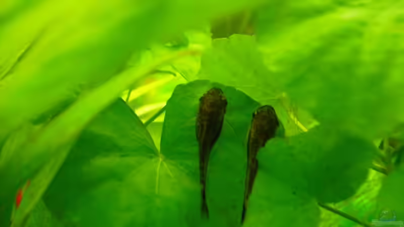 Besatz im Aquarium Root River von Peter S. (11)