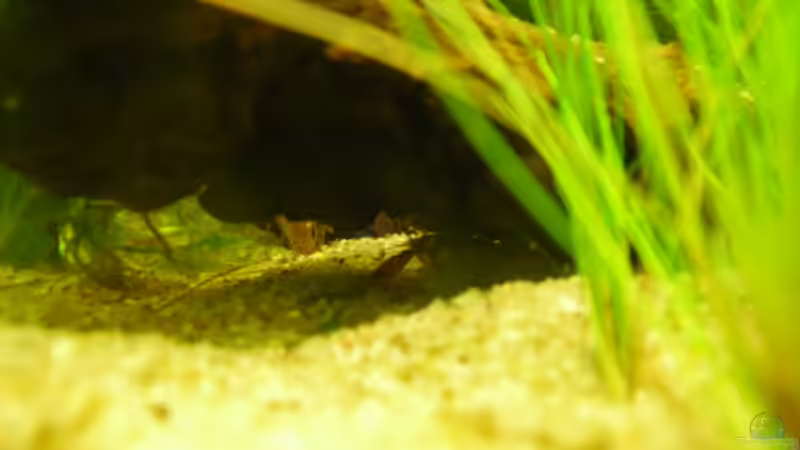 Besatz im Aquarium Root River von Peter S. (12)