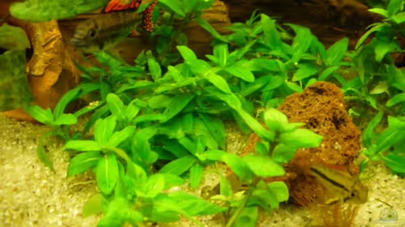 Besatz im Aquarium Root River von Peter S. (8)