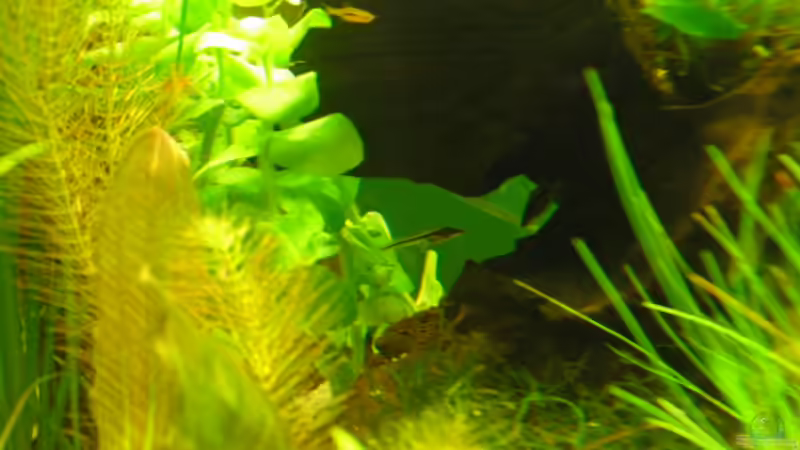 Besatz im Aquarium Root River von Peter S. (9)