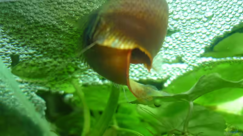 Besatz im Aquarium Rooty &amp; Calulous von Rootsman (10)