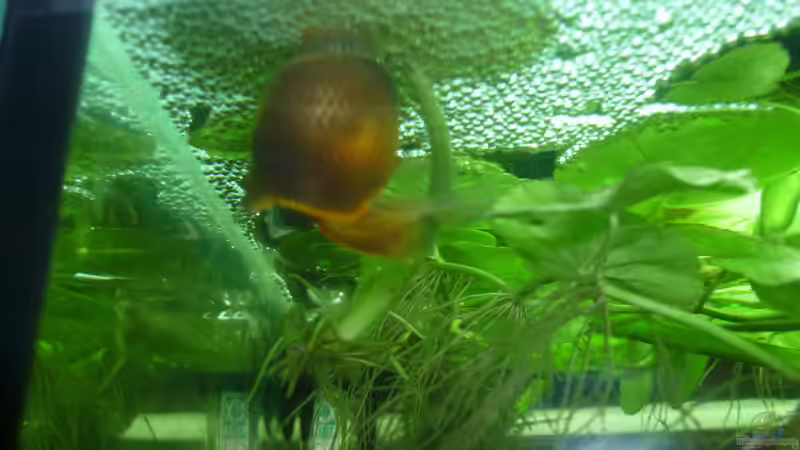 Besatz im Aquarium Rooty &amp; Calulous von Rootsman (11)