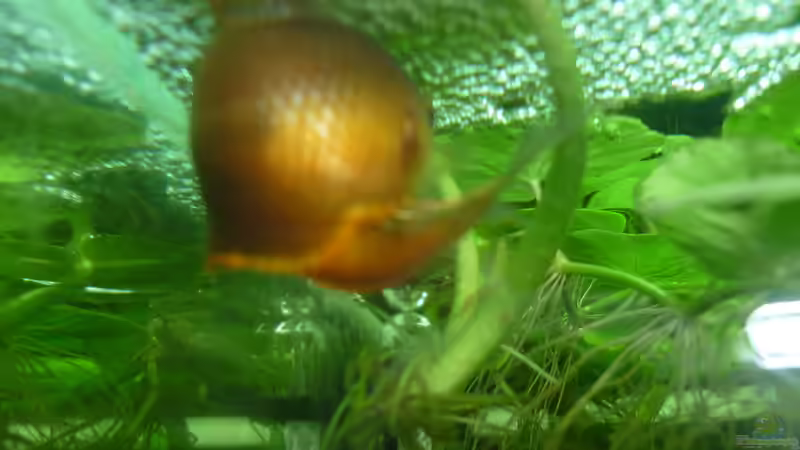 Besatz im Aquarium Rooty &amp; Calulous von Rootsman (12)