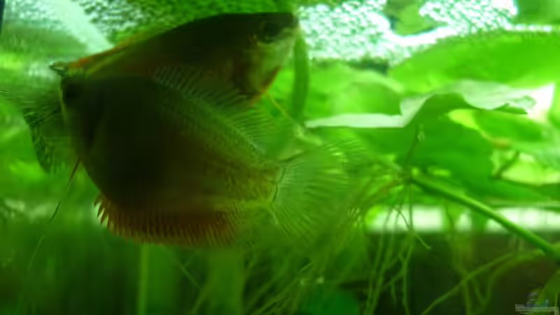 Besatz im Aquarium Rooty &amp; Calulous von Rootsman (14)