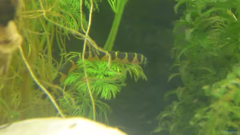 Besatz im Aquarium Rooty &amp; Calulous von Rootsman (15)