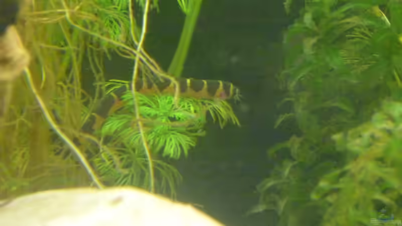 Besatz im Aquarium Rooty &amp; Calulous von Rootsman (17)