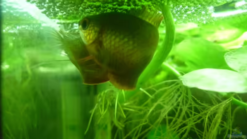 Besatz im Aquarium Rooty &amp; Calulous von Rootsman (18)