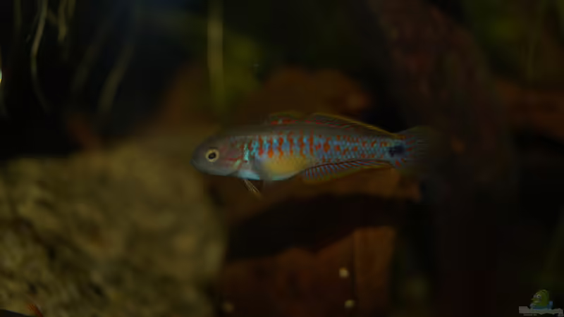 Besatz im Aquarium Rooty &amp; Calulous von Rootsman (19)