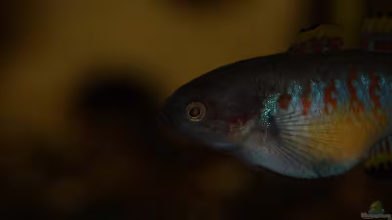 Besatz im Aquarium Rooty &amp; Calulous von Rootsman (20)