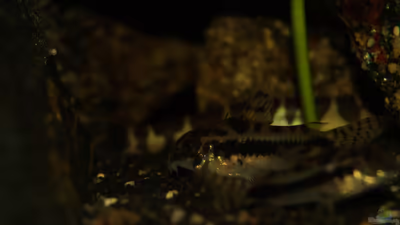 Besatz im Aquarium Rooty &amp; Calulous von Rootsman (22)