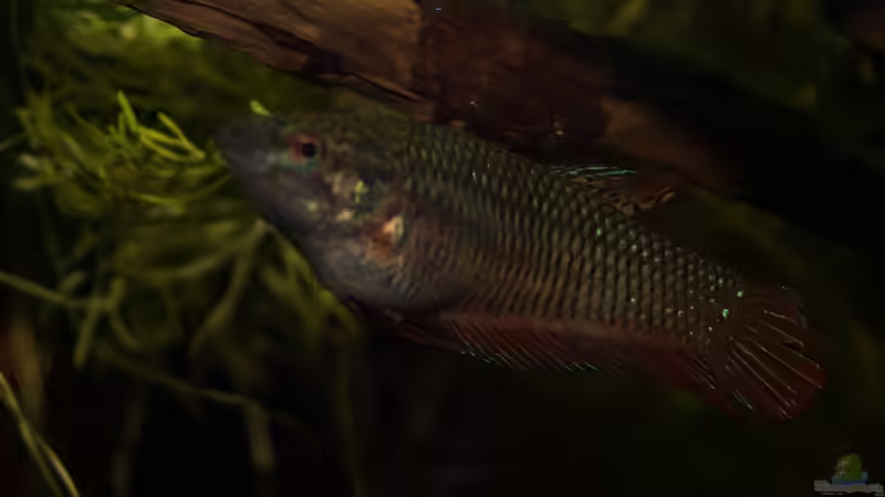 Besatz im Aquarium Rooty &amp; Calulous von Rootsman (24)