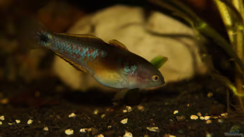 Besatz im Aquarium Rooty &amp; Calulous von Rootsman (25)