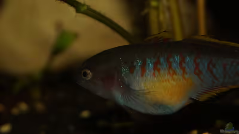 Besatz im Aquarium Rooty &amp; Calulous von Rootsman (26)