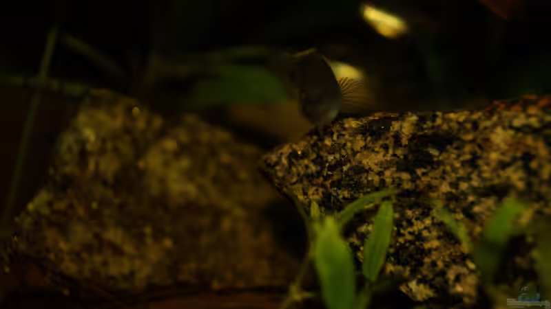 Besatz im Aquarium Rooty &amp; Calulous von Rootsman (27)