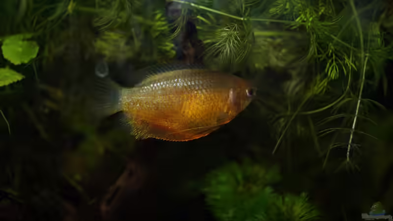 Besatz im Aquarium Rooty &amp; Calulous von Rootsman (28)