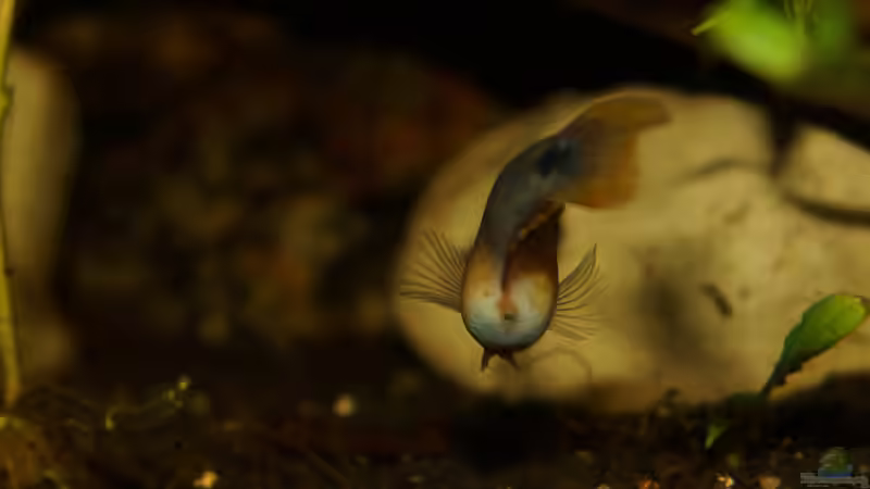 Besatz im Aquarium Rooty &amp; Calulous von Rootsman (29)