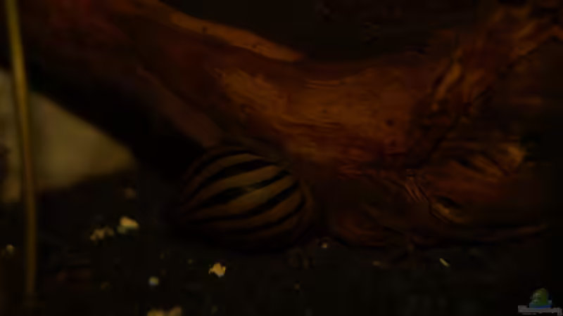 Besatz im Aquarium Rooty &amp; Calulous von Rootsman (30)