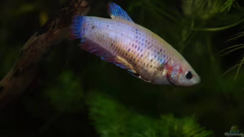 Besatz im Aquarium Rooty &amp; Calulous von Rootsman (31)